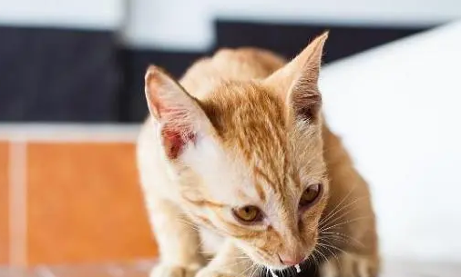 猫咪为什么不能吃苏打片呢