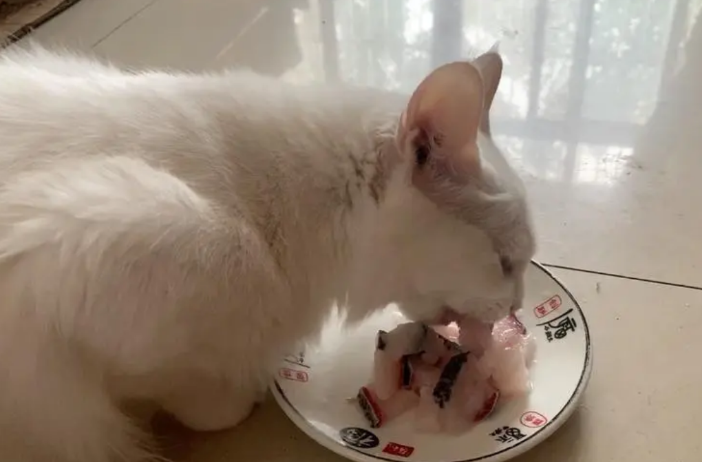 猫咪吃鱼为什么要吃肉呢