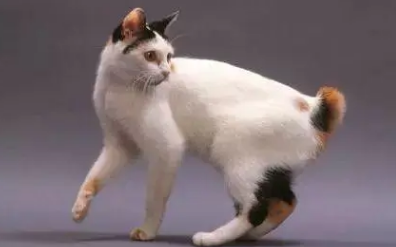 日本短尾猫抽搐怎么办？原因有哪些？