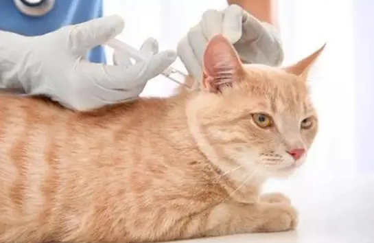 猫咪十大常见疾病