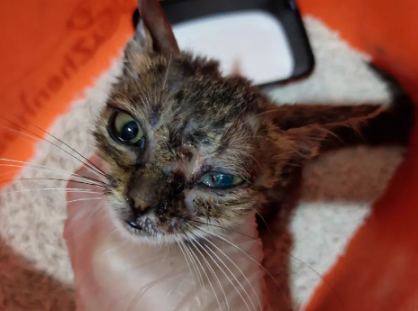 猫咪为什么眼睛瞎了 猫咪为什么眼睛瞎了