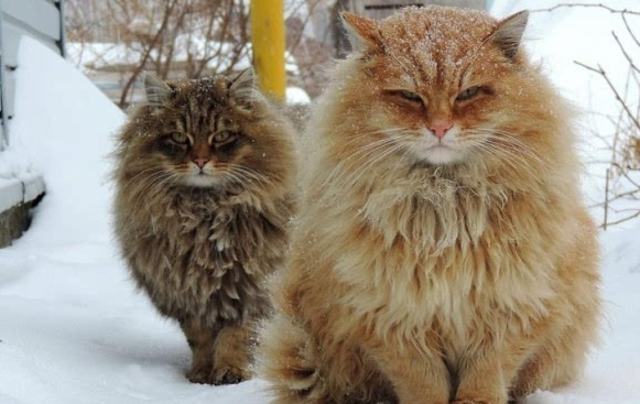 西伯利亚猫肾衰怎么办?首先要找到原因 西伯利亚猫肾衰怎么办?首先要找到原因