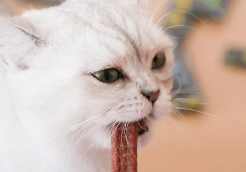猫能只吃猫条吗