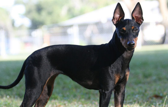 玩具曼彻斯特犬怎么驱虫？方法是？