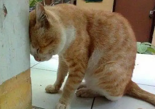 猫咪撞墙为什么会抽搐发抖呢