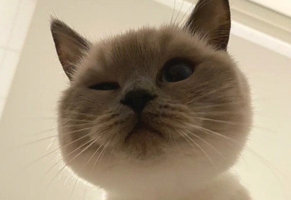 猫咪小圆脸是因为什么