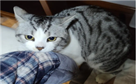 猫咪为什么会咬人的衣服