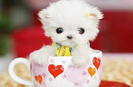 茶杯犬能吃米饭吗？这里有答案~