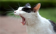 猫为什么会发出呜呜的叫声