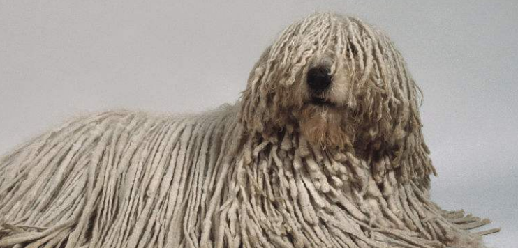可蒙犬怎么洗澡?下文告诉你! 可蒙犬怎么洗澡?下文告诉你!