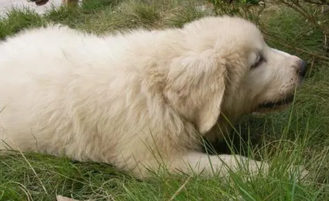 一文告诉你,养大白熊犬注意什么? 一文告诉你,养大白熊犬注意什么?