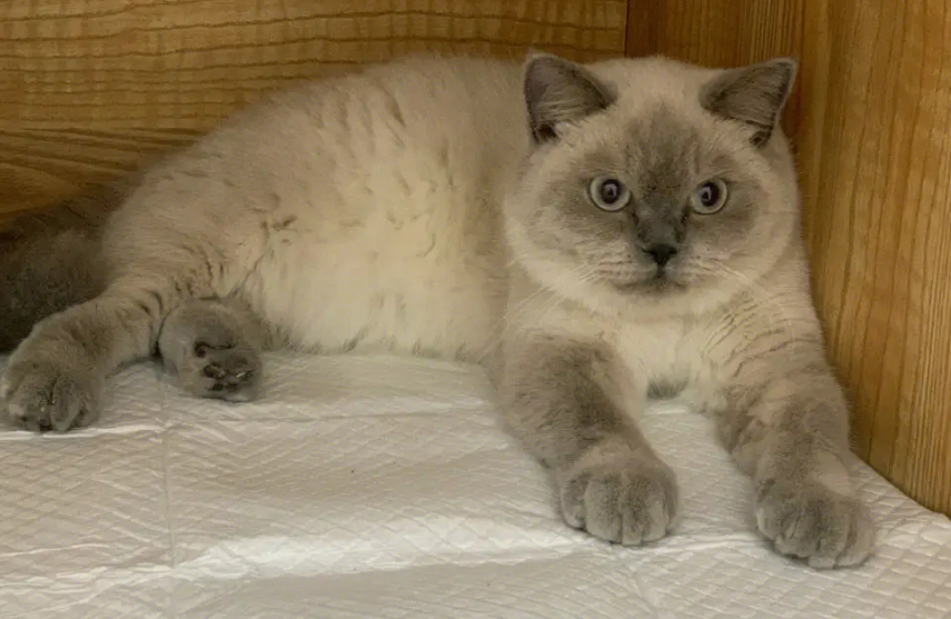重点色短毛猫咬人怎么办?本文给你支招 重点色短毛猫咬人怎么办?本文给你支招