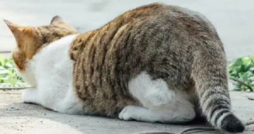 猫咪为什么屁股上很脏 猫咪为什么屁股上很脏