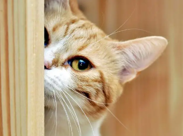 为什么和猫咪躲猫猫叫个不停 为什么和猫咪躲猫猫叫个不停