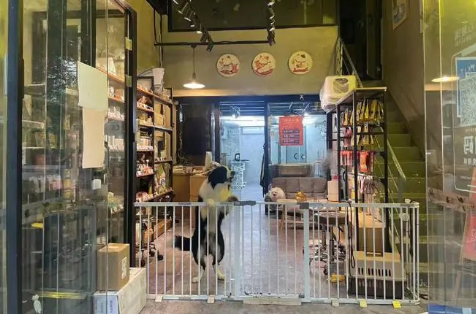 上海宠物店寄养价格