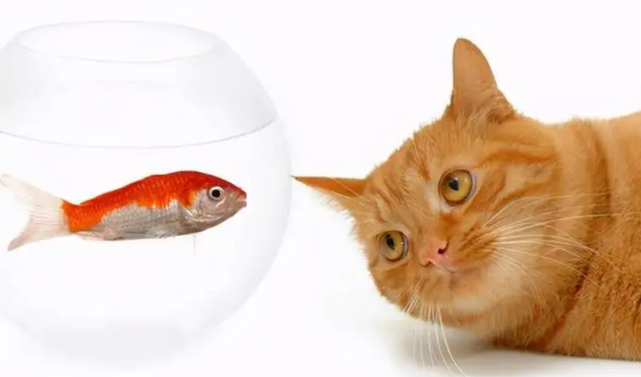 猫咪胡子为什么不能剪掉呢