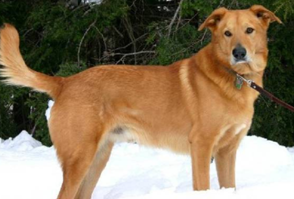 奇努克犬上厕所训练方法?该怎么教它呢? 奇努克犬上厕所训练方法?该怎么教它呢?