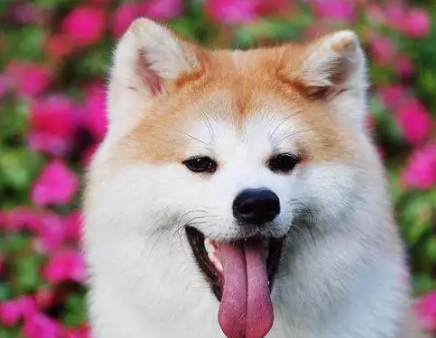 秋田犬呕吐黄粘稠液体怎么回事？宠主来get下吧