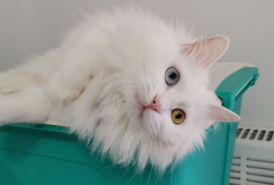 每日了解：山东狮子猫发情怎么办？