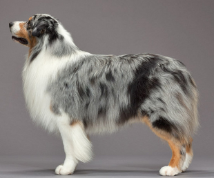 澳大利亚牧羊犬呕吐怎么回事?一文告诉你! 澳大利亚牧羊犬呕吐怎么回事?一文告诉你!