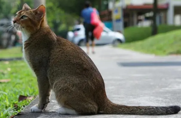 新加坡猫鼠疫有什么症状？来了解一下吧