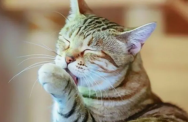 猫咪洗脸为什么会干净一点