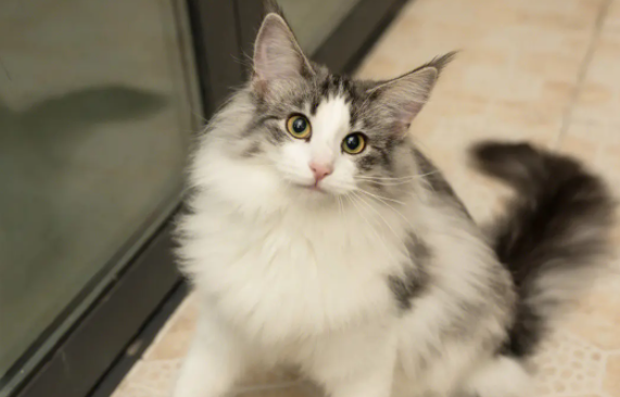 科普：挪威森林猫幼猫一天吃几顿？