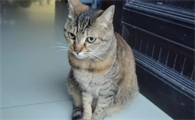 猫丢了找猫的最佳办法是什么