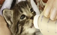 猫咪为什么总是偷吃东西