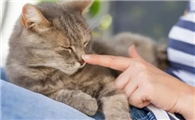 把猫打服,不亲人就饿