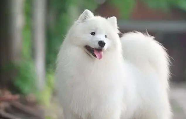 纯种萨摩耶犬多少钱一只,看过来! 纯种萨摩耶犬多少钱一只,看过来!