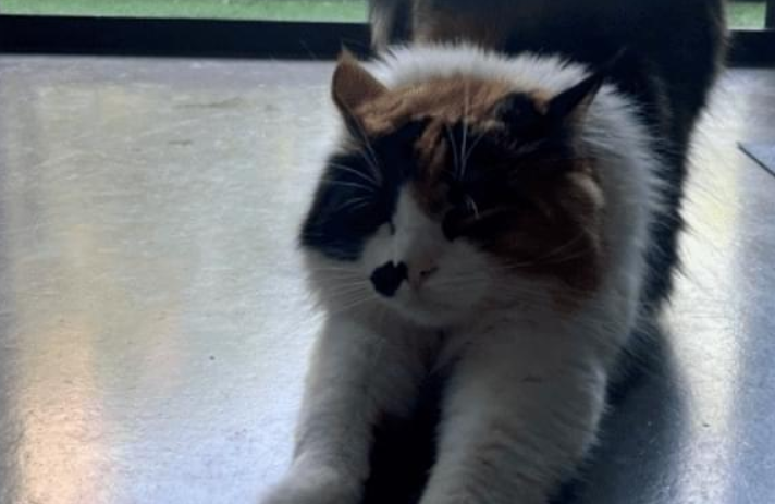 猫咪突然消失,怎么都找不到,三天后主人收到无语信息... 猫咪突然消失,怎么都找不到,三天后主人收到无语信息...