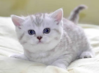 如何分辨猫咪公母