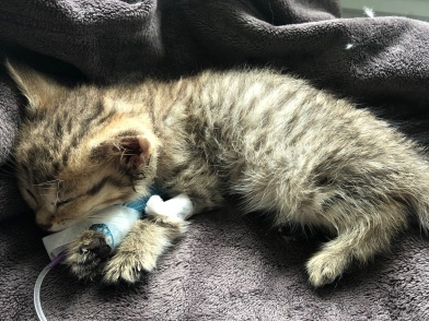 猫瘟猫咪为什么守在水边不会死 猫瘟猫咪为什么守在水边不会死