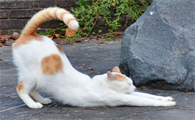 为什么猫猫喜欢拍屁