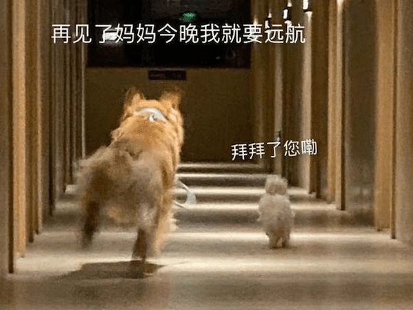 主人墨迹迟迟不出门,两只狗狗转身就飞奔起来:再见,我要去远航 主人墨迹迟迟不出门,两只狗狗转身就飞奔起来:再见,我要去远航