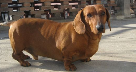 腊肠犬怎么训练戴项圈？训练方法如下。