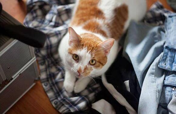 初中生养猫合适吗