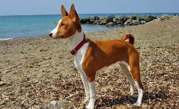 带你了解一下,巴仙吉犬怎么养? 带你了解一下,巴仙吉犬怎么养?