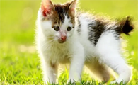 小猫一般活多久
