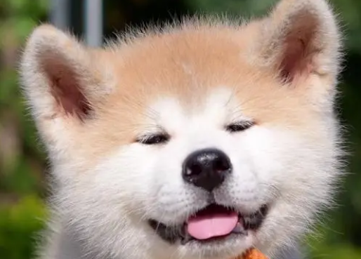 秋田犬母犬什么时候发情？来这里看看吧