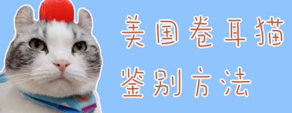 美国卷耳猫鉴别方法有哪些？看完再也不被坑！