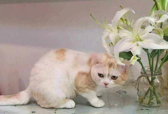 百合花的香味对猫咪的影响