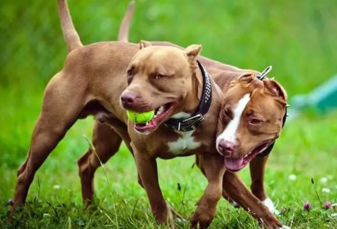 比特犬会保护主人吗
