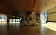 猫咪躲床底是因为什么