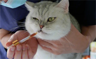 猫咪能用的止咳化痰药