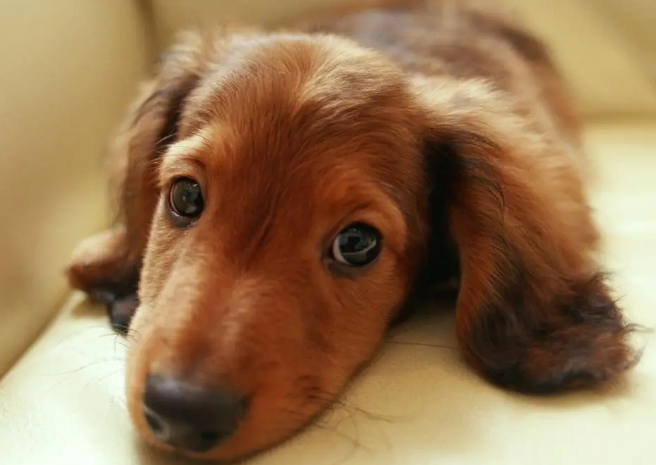 腊肠犬怎么驱虫?来看看吧 腊肠犬怎么驱虫?来看看吧