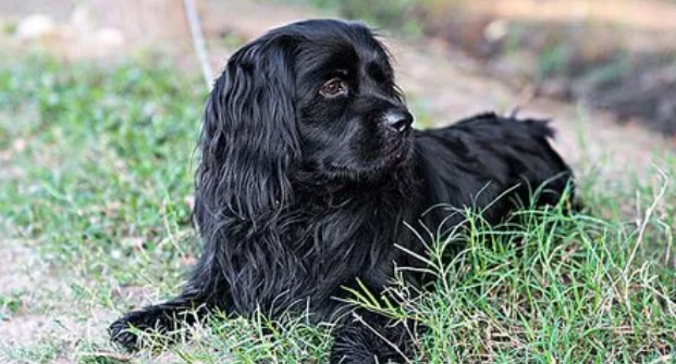 美国水猎犬上厕所怎么训练？具体方法如下！