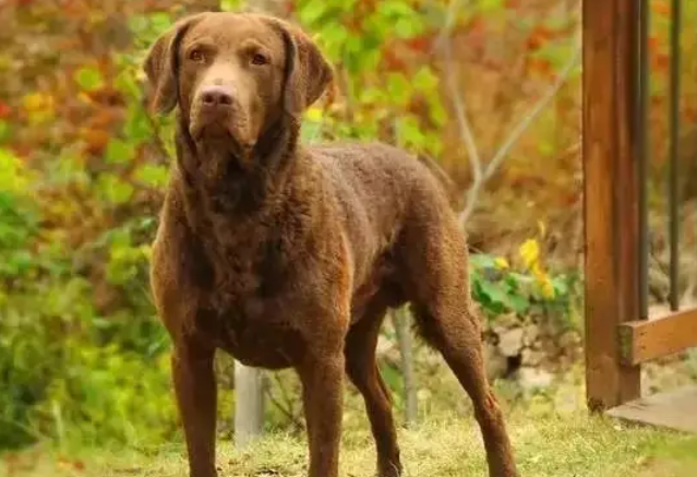 今日分享：乞沙比克猎犬听话训练