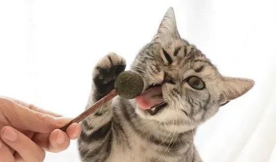 猫咪乱咬东西的原因是什么